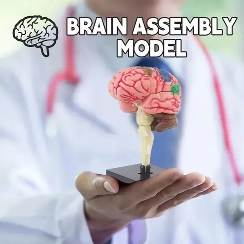 CEREBRO MINI MODELO ANATOMICO 4D DESARMABLE - 4
