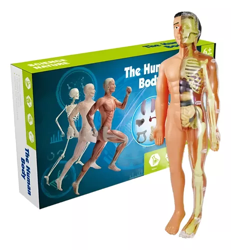 MODELO ANATOMICO CUERPO HUMANO - 1