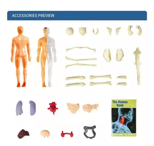 MODELO ANATOMICO CUERPO HUMANO - 2