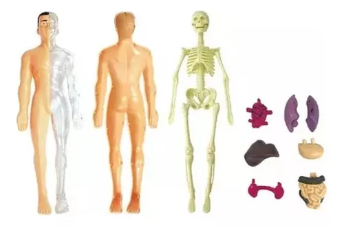 MODELO ANATOMICO CUERPO HUMANO - 4