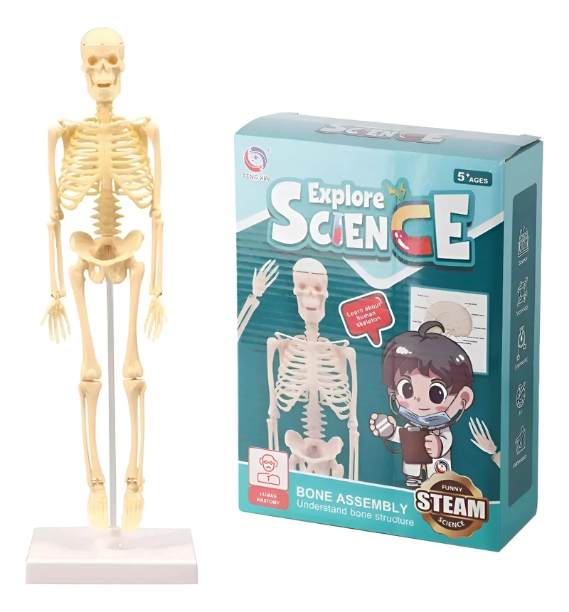 JUGUETE CIENTIFICO MODELO ANATOMICO ESQUELETO HUMANO ARMABLE - 1