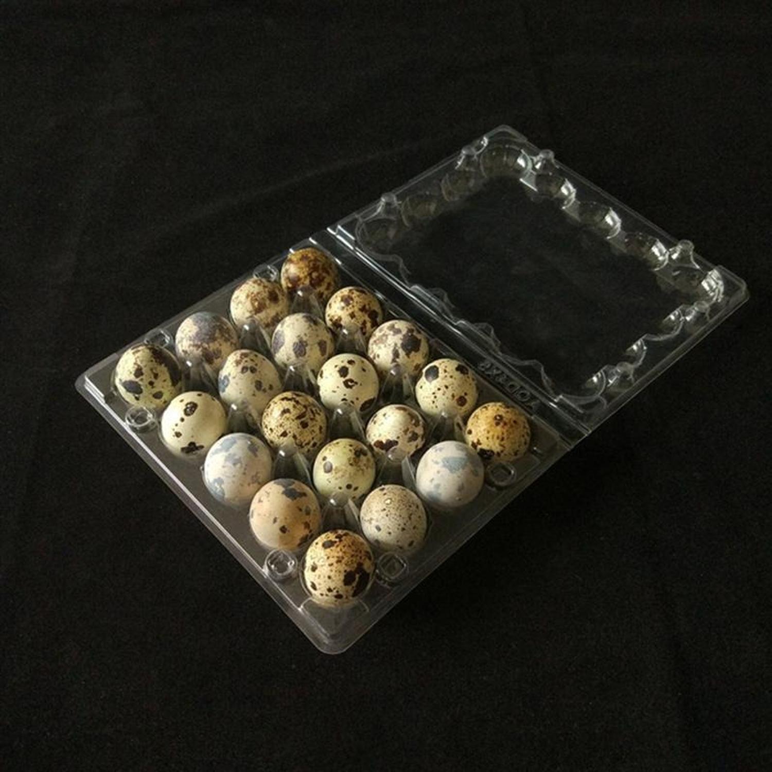 PACK 100 CAJAS BANDEJAS DE PLASTICO DE 24 HUEVOS DE CODORNIZ - 5