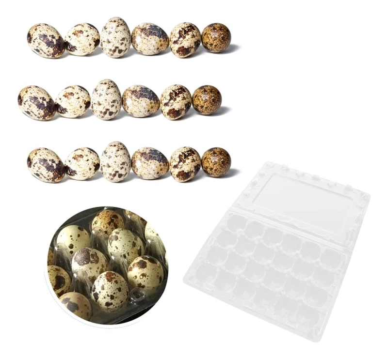 PACK 50 CAJAS BANDEJAS DE PLASTICO DE 24 HUEVOS DE CODORNIZ - 7