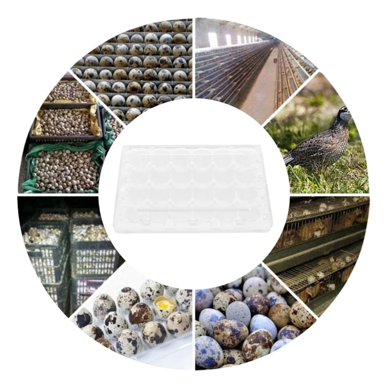 PACK 50 CAJAS BANDEJAS DE PLASTICO DE 24 HUEVOS DE CODORNIZ - 8