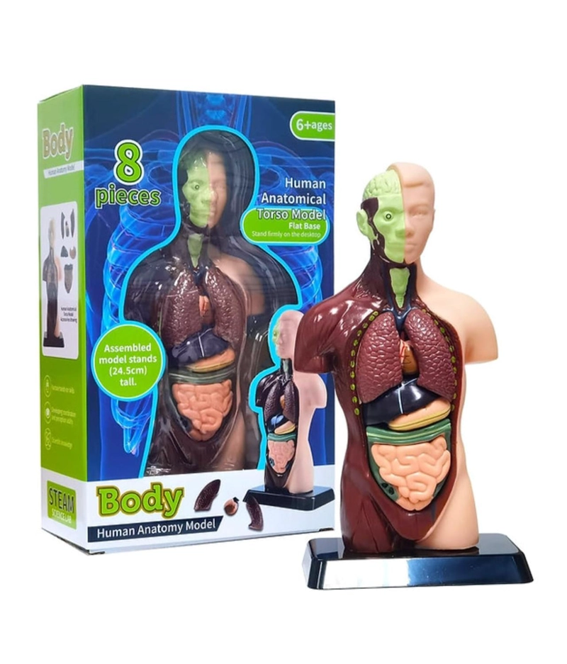 FIGURA CUERPO HUMANO 8 PIEZAS - 1