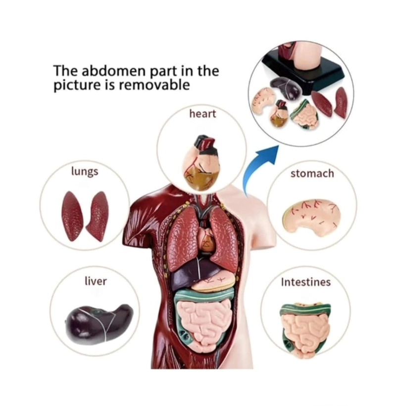 FIGURA CUERPO HUMANO 8 PIEZAS - 2