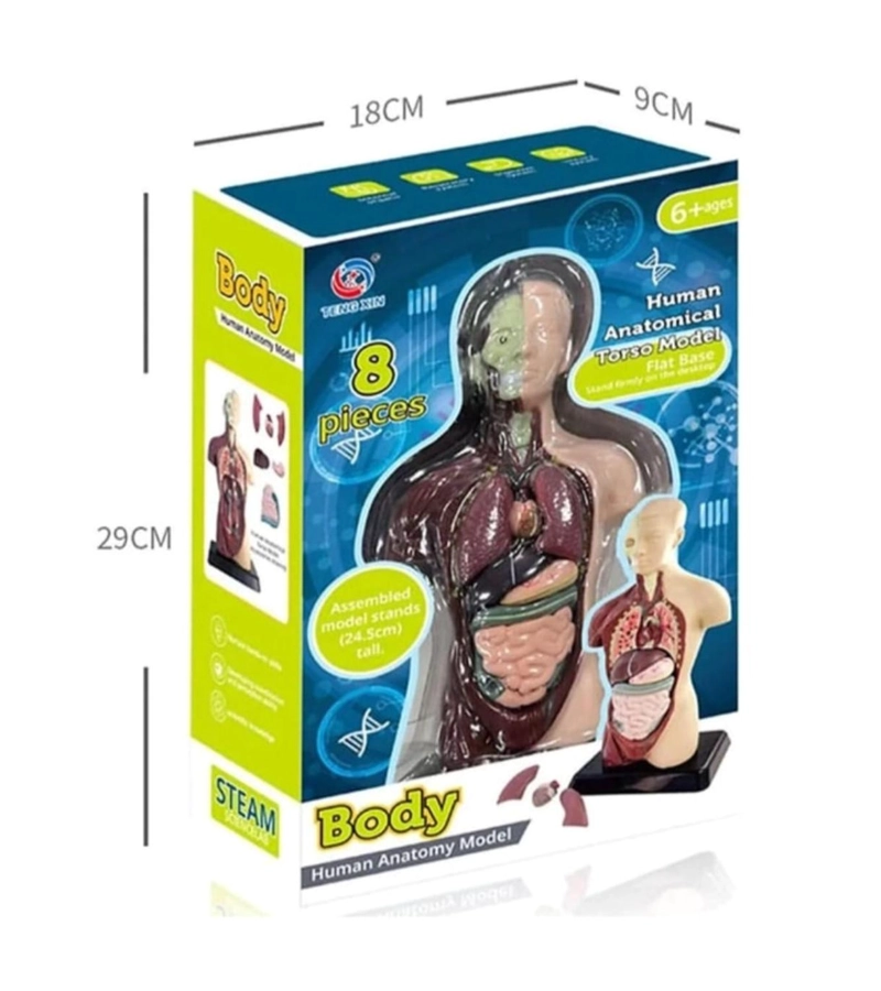 FIGURA CUERPO HUMANO 8 PIEZAS - 3