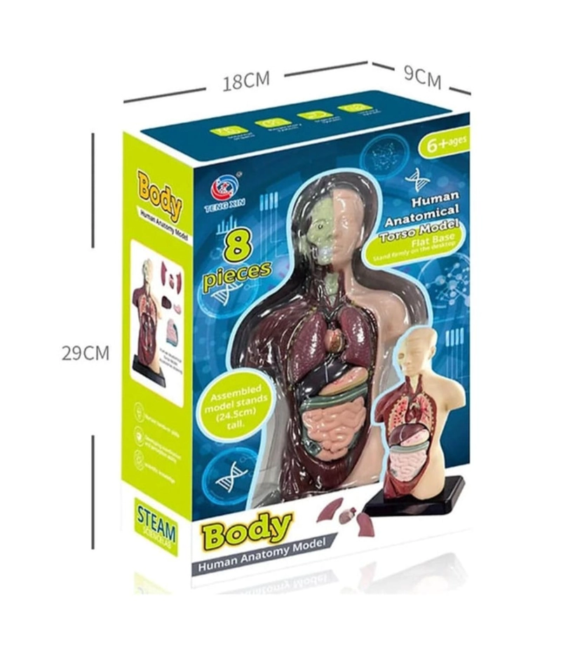 FIGURA CUERPO HUMANO 8 PIEZAS - 4