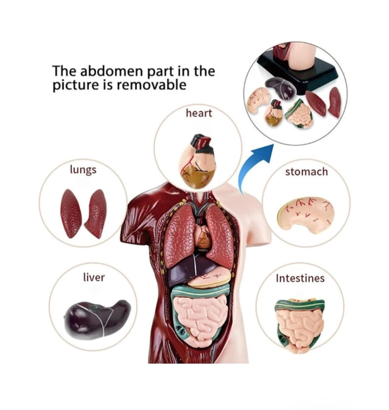 FIGURA CUERPO HUMANO 8 PIEZAS - 5