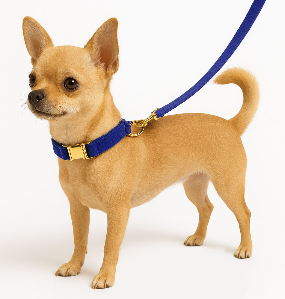 COLLAR PREMIUM Y CORREA PARA PERRO PEQUEÑO - 1