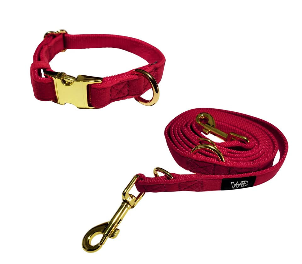 COLLAR PREMIUM Y CORREA PARA PERRO PEQUEÑO - 3