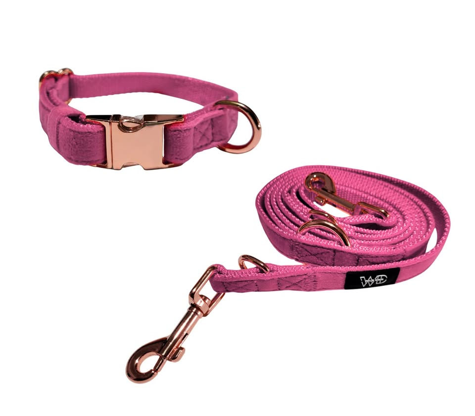 COLLAR PREMIUM Y CORREA PARA PERRO PEQUEÑO - 5