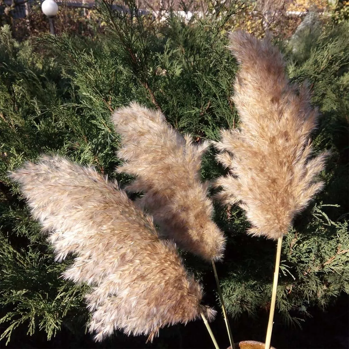 RAMA DE PAMPAS GRASS - 3