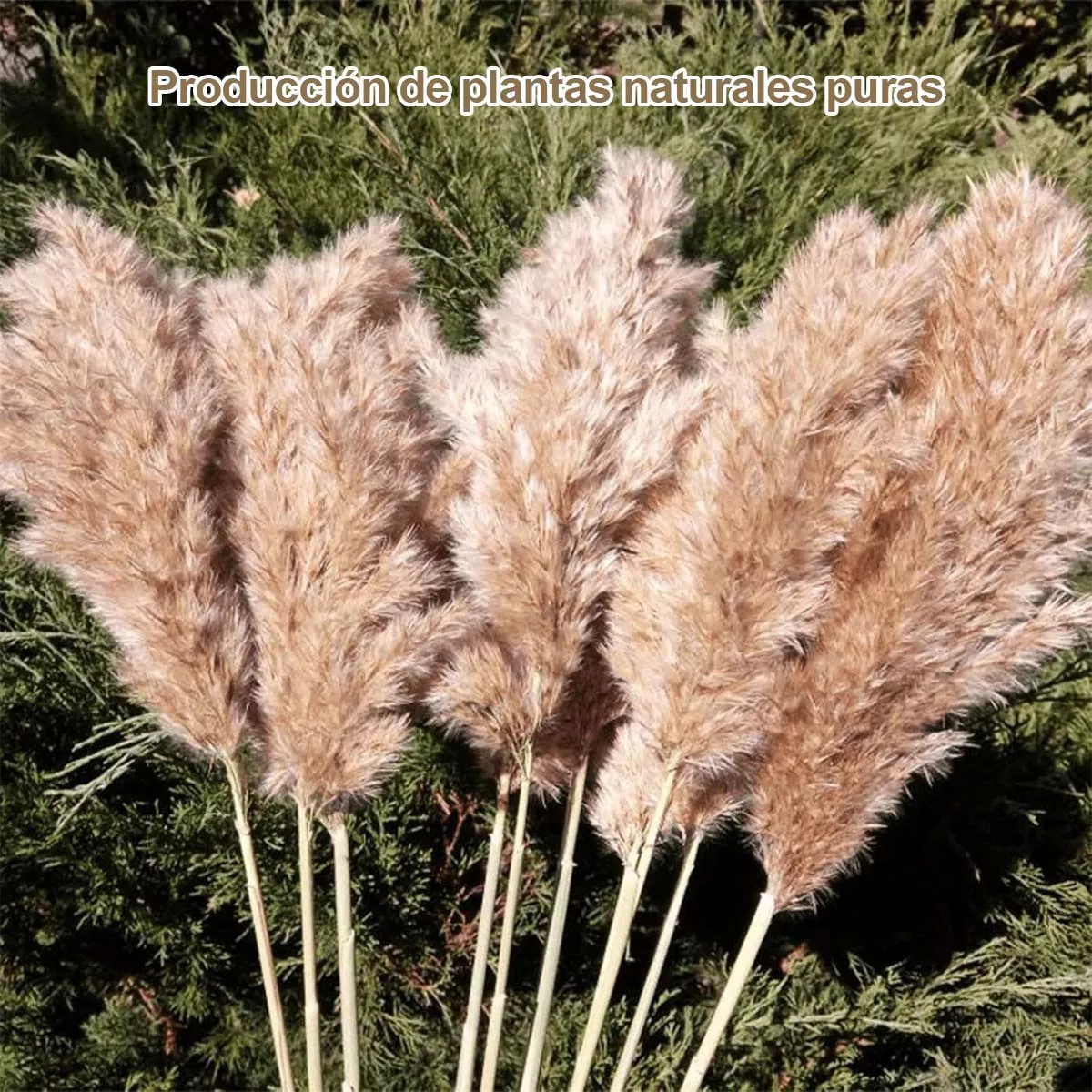 RAMA DE PAMPAS GRASS - 5