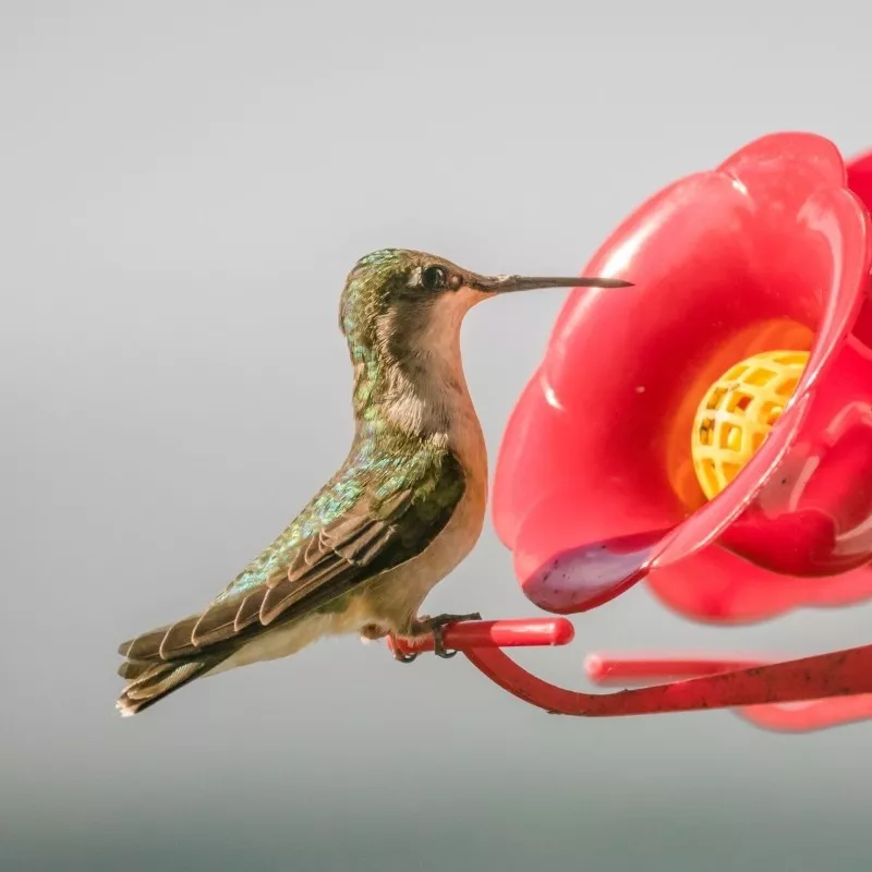 NECTAR PARA COLIBRÍES - 4