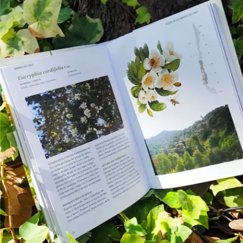 LIBRO ARBOLES DE CHILE - 5
