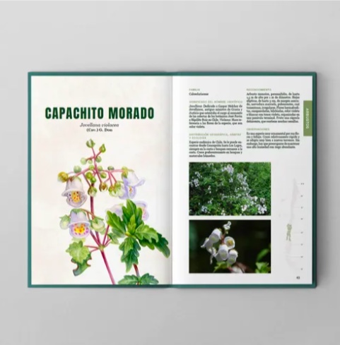 LIBRO ARBUSTOS Y ARBOLES DEL SUR DE CHILE Y PATAGONIA - 4