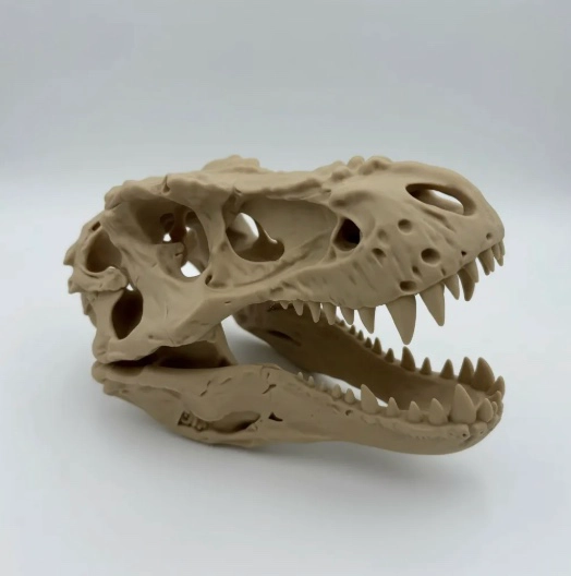 CRANEO DINOSAURIO T-REX - 2