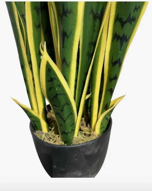 PLANTA ARTIFICIAL LENGUA DE SUEGRA - 5