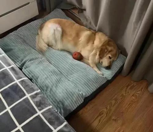 CAMA ORTOPÉDICA ANTIESTRÉS PREMIUM 110 CM PARA PERROS VERDE - 8