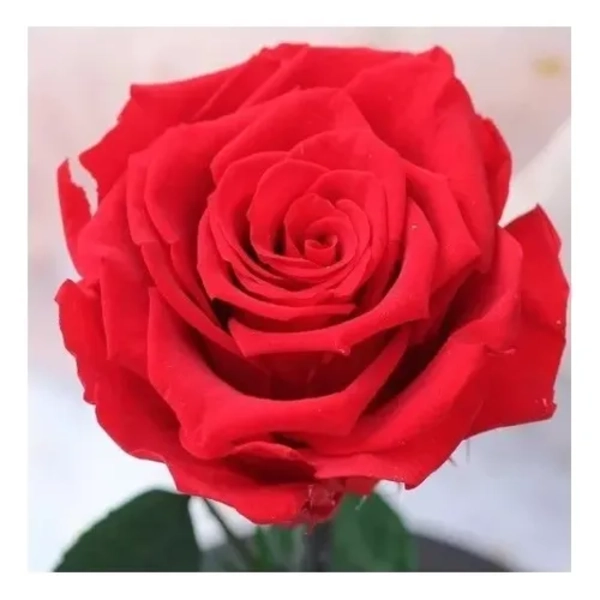 ROSA ETERNA PRESERVADA LED SAN VALENTIN ROJA - 3