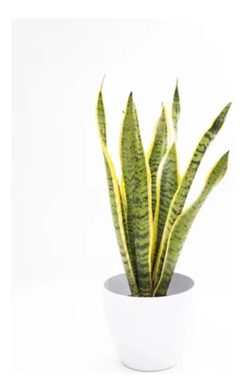 PLANTA ARTIFICIAL SANSEVIERIA LENGUA DE SUEGRA - 4