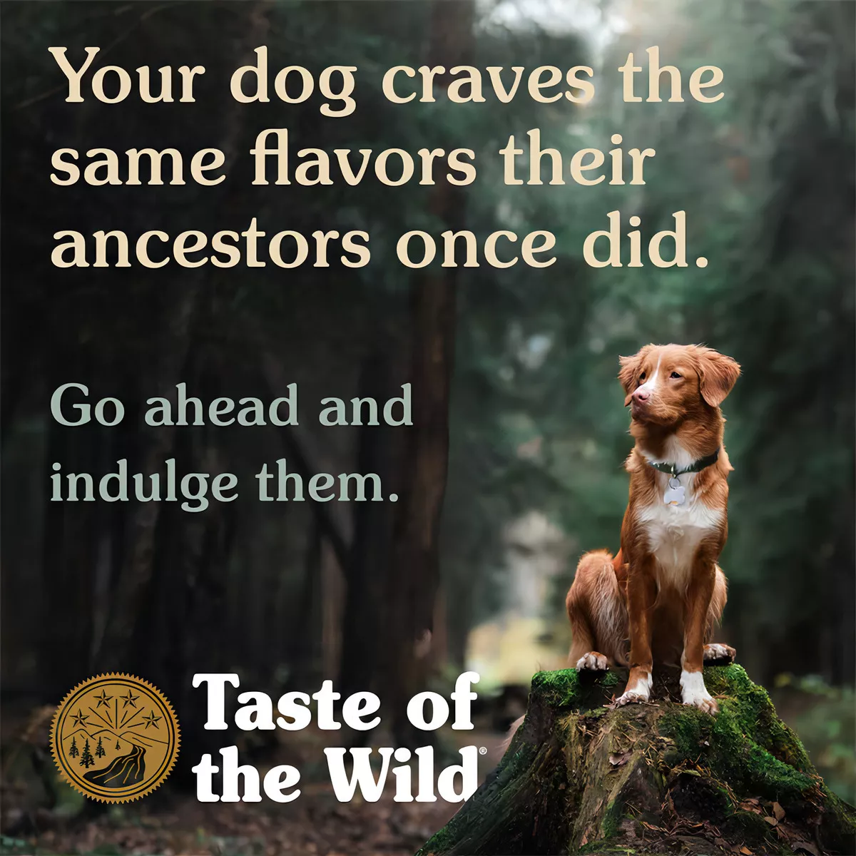 TASTE OF THE WILD PERROS SOUTHWEST CANYON (CARNE) LATA 390G - 5