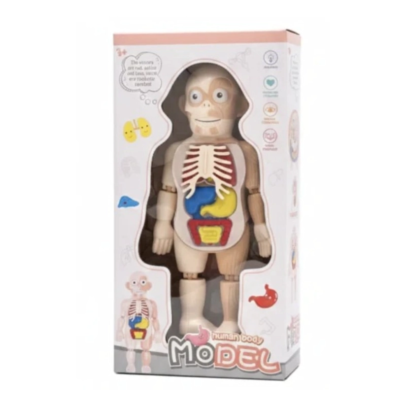 CUERPO HUMANO DESMONTABLE CON PINZA - 1