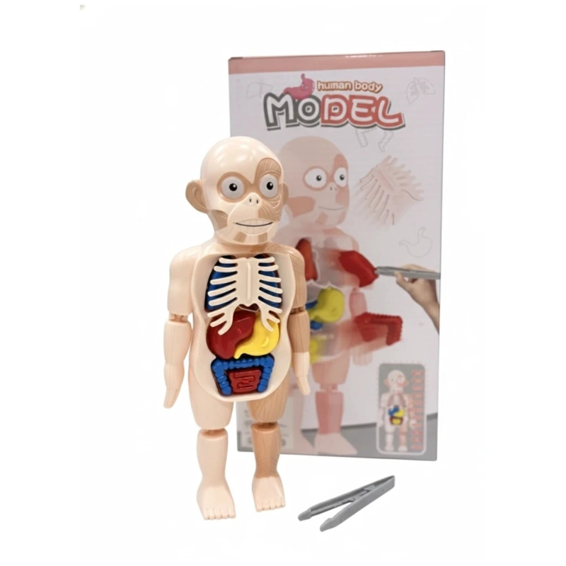 CUERPO HUMANO DESMONTABLE CON PINZA - 2