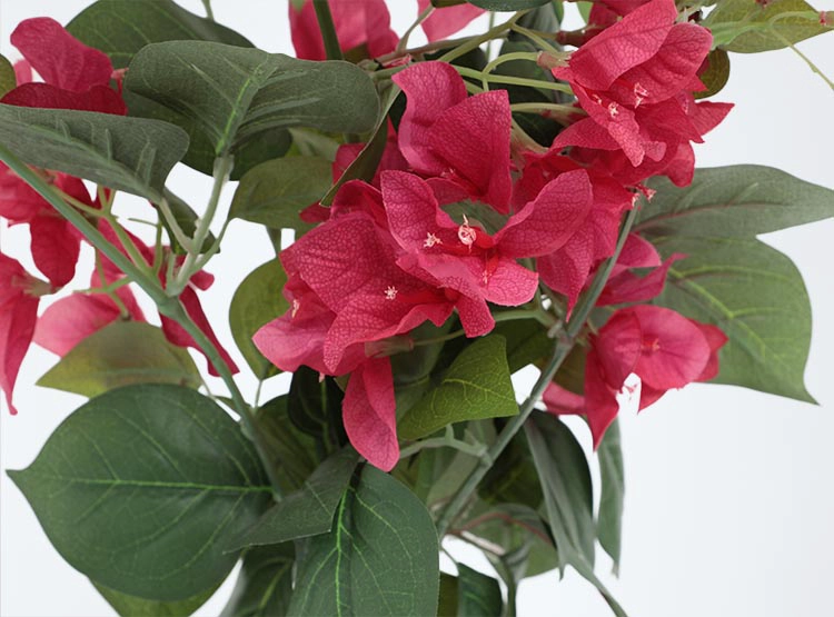 PLANTA DECORATIVA RIPLEY HOME BUGANVILIA VERDE - 2