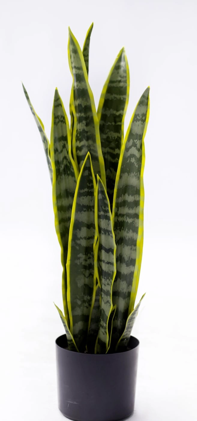 PLANTA DECORATIVA RIPLEY HOME LENGUA DE SUEGRA - 1