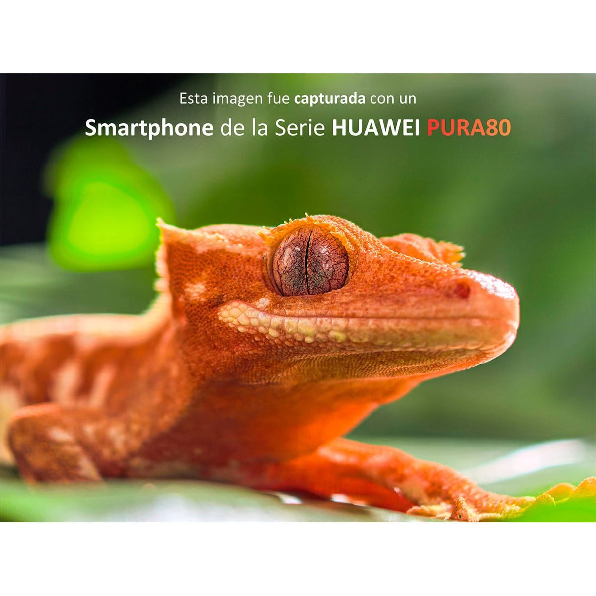 SMARTPHONE HUAWEI PURA 80 PRO 512GB 12GB RAM 50MP 6.8” - 6